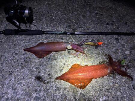魚種がふえました