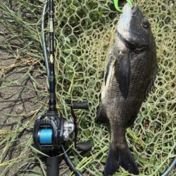 狙いはシーバス、釣れるはチヌ