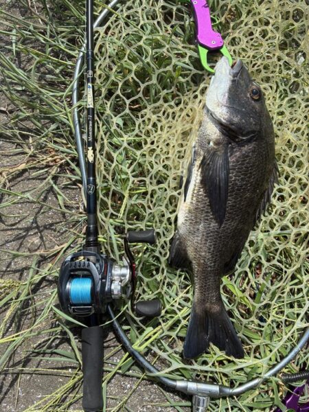 狙いはシーバス、釣れるはチヌ
