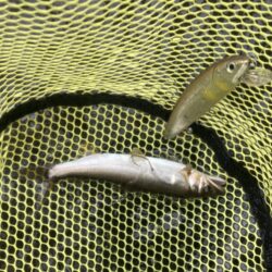 8月のアユイング締め括り釣行