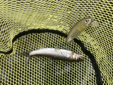 8月のアユイング締め括り釣行
