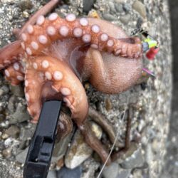 オクトパッシング