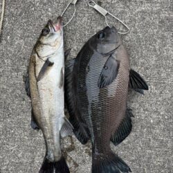 セイゴ狙いでグレ釣れました!