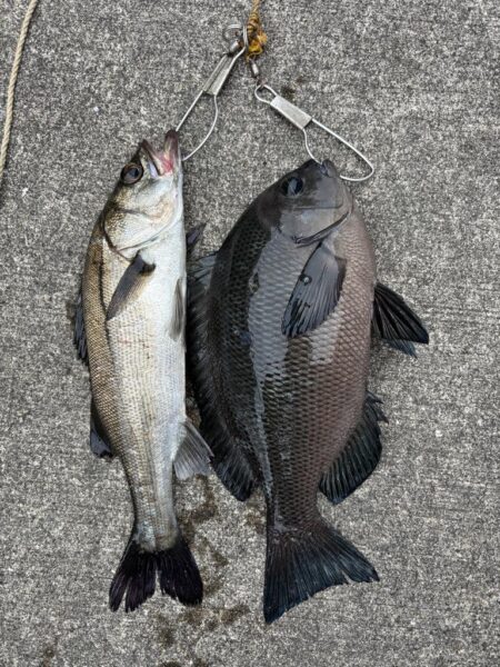 セイゴ狙いでグレ釣れました！