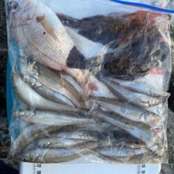 シロギスタ:鰯浜釣行