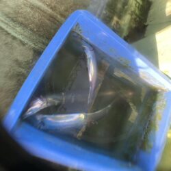 夏太刀で爆釣開幕！！