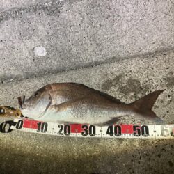 またマダイ釣れた