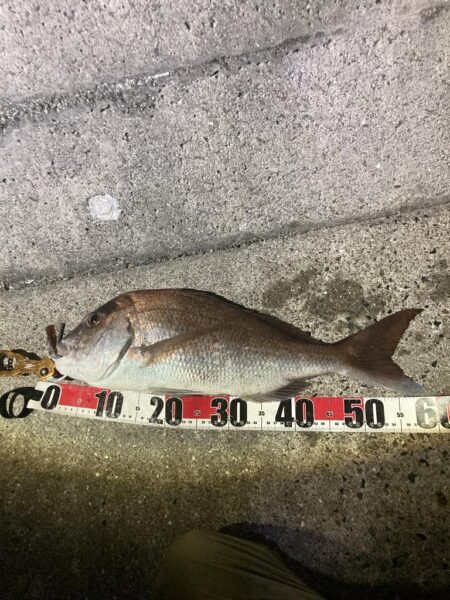 またマダイ釣れた