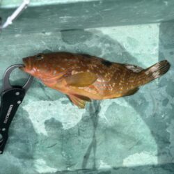 根魚調査