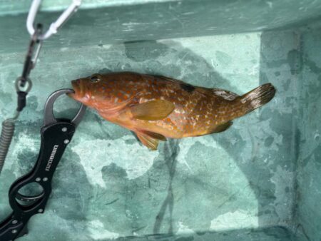 根魚調査