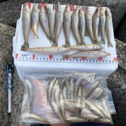 ミニキス連発、ねばりのシロギスタ