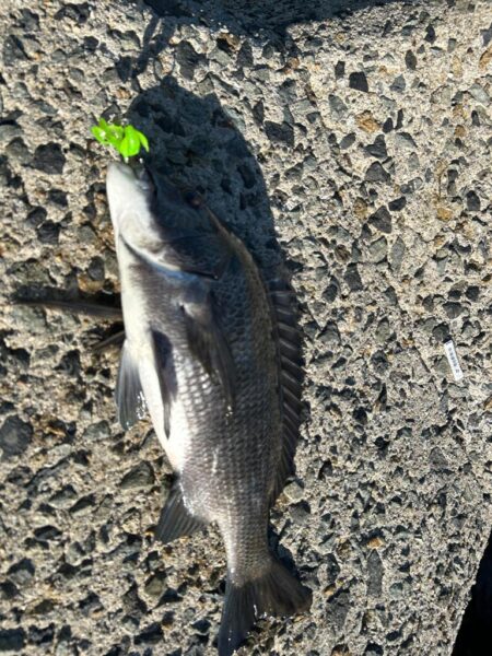 マルイチ君出撃