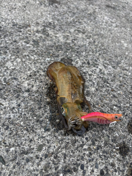 エギングを満喫