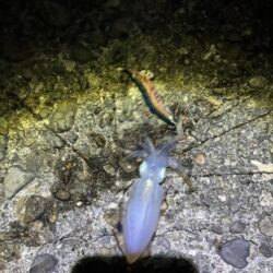 タチウオ出来ず新子釣り