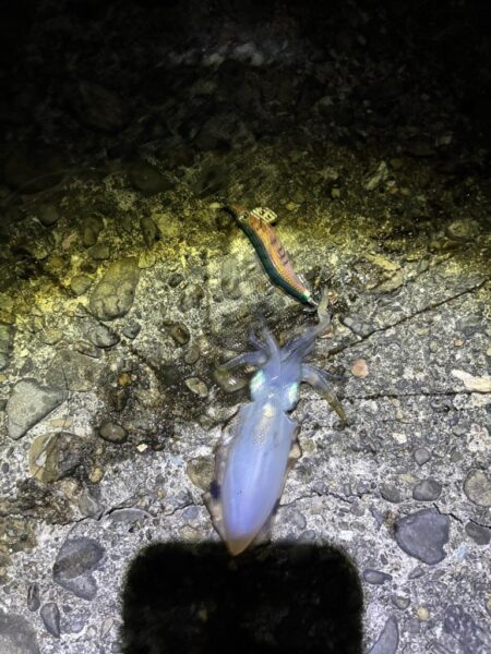 タチウオ出来ず新子釣り