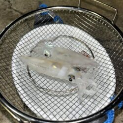 離島でケンサキイカ╰(*´︶`*)╯