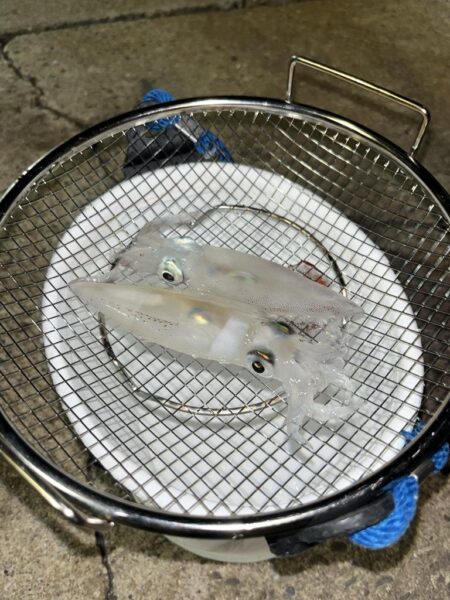 離島でケンサキイカ╰(*´︶`*)╯