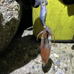 ケンサキ🦑釣れます(^.^)