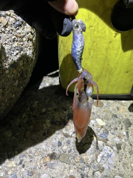 ケンサキ🦑釣れます(^.^)