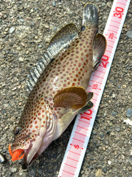 ノミノクチ　オオモンハタ