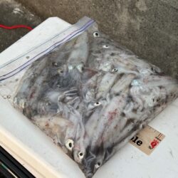 ショアケンサキイカ釣り｜終始釣れ続けて爆釣！