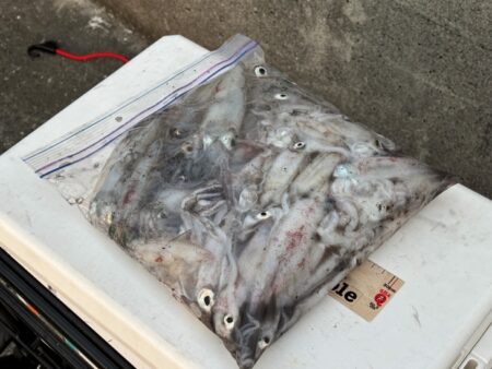 ショアケンサキイカ釣り｜終始釣れ続けて爆釣！