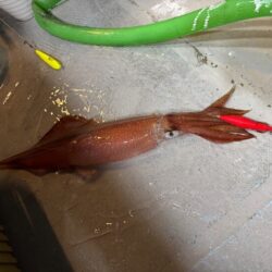 鳥取シロイカ釣り｜渋くて厳しかったけどサイズ良く満足！
