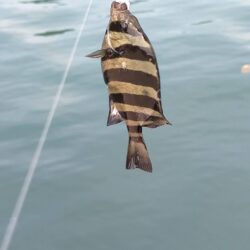釣姫漁港で小物五目釣り
