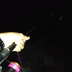 夜釣り大物狙いでしたが。
