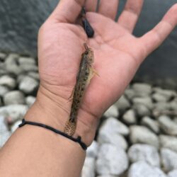 エビからハゼに