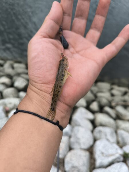 エビからハゼに