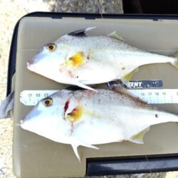 なかなか釣果が上がらず