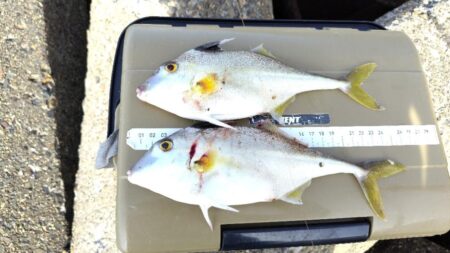 なかなか釣果が上がらず