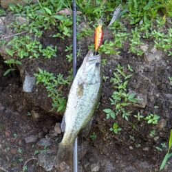 夜明けと同時に釣り開始