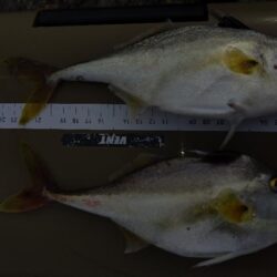 昼間の釣行