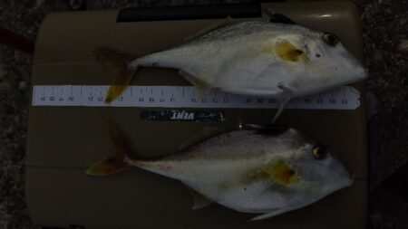 昼間の釣行