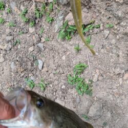 夏・曇天のバス釣り