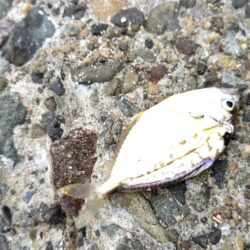 釣りあるある