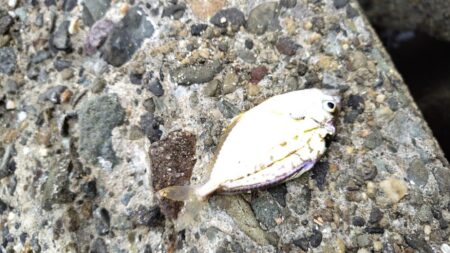 釣りあるある