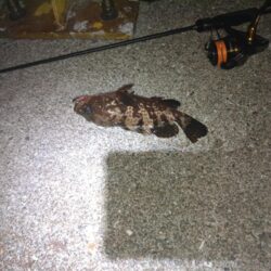 ひさびさアコウ狙い