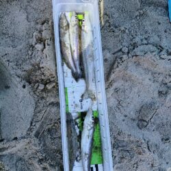 三重釣行6