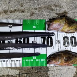怪魚ハンター【クロアナゴ狙い】