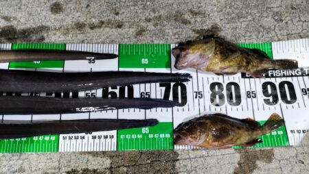 怪魚ハンター【クロアナゴ狙い】