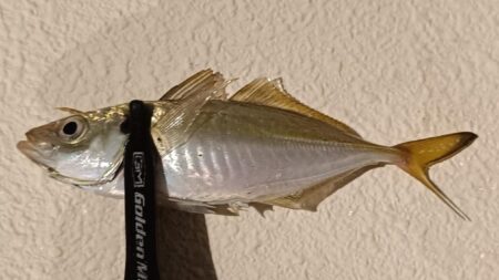 アジング