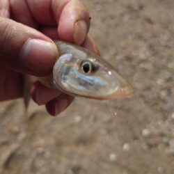 遠投投げ釣り