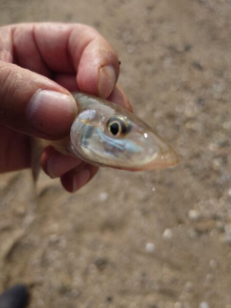 遠投投げ釣り
