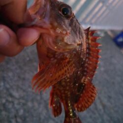 電気ウキ釣り 17