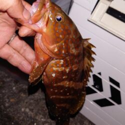 電気ウキ釣り 18