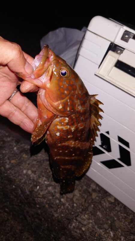 電気ウキ釣り 18
