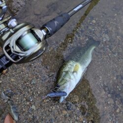 朝活釣行